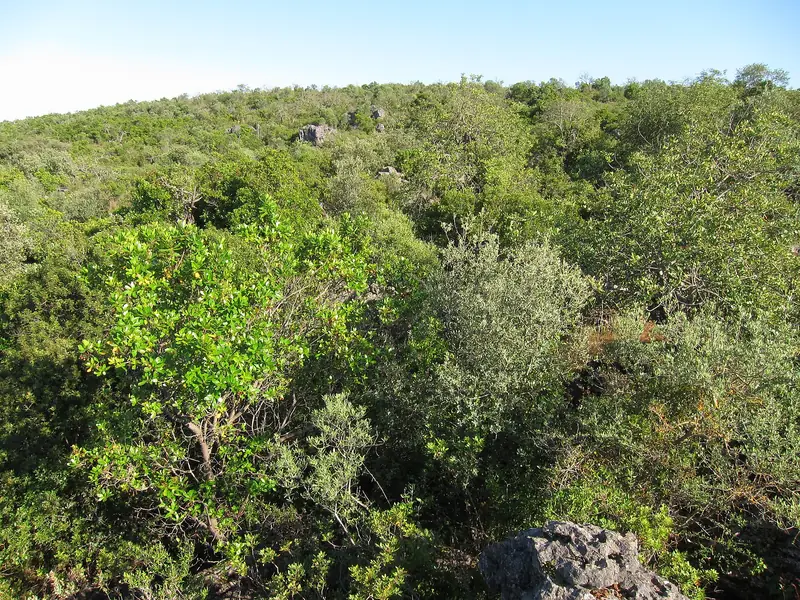 Barrocal algarvio, com mato mediterrânico e afloramentos de calcário