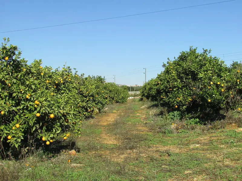 Laranjal na Mosqueira, a norte de Albufeira
